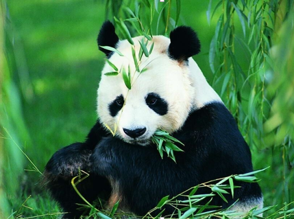 动物园资源